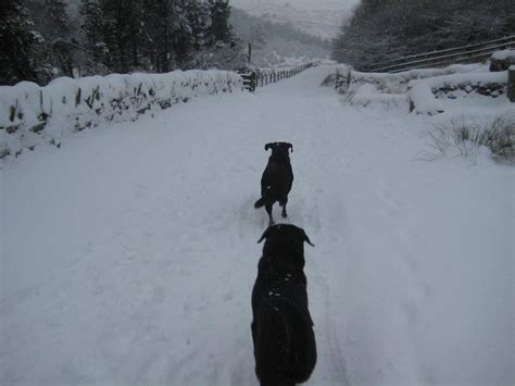 vets in rawtenstall|Shuttleworth Veterinary Group .